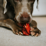 dog enjoying raw bone