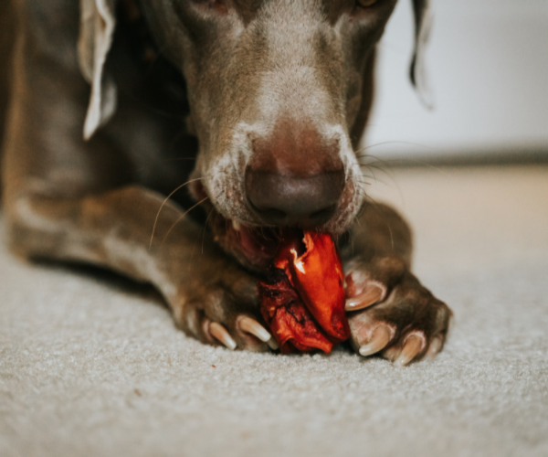 dog enjoying raw bone