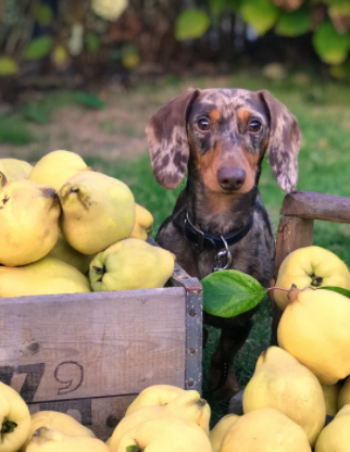 dog with apples raw food for dogs