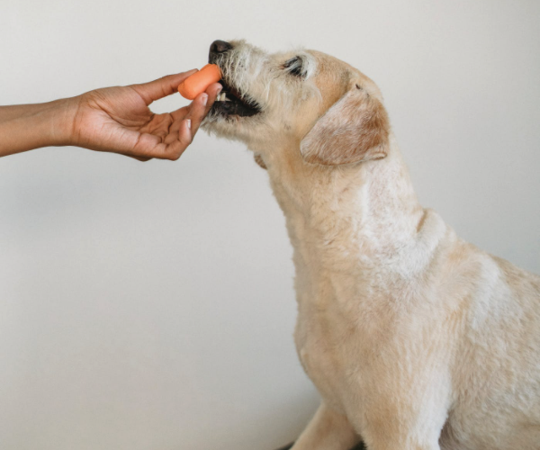 dog eating a raw carrot