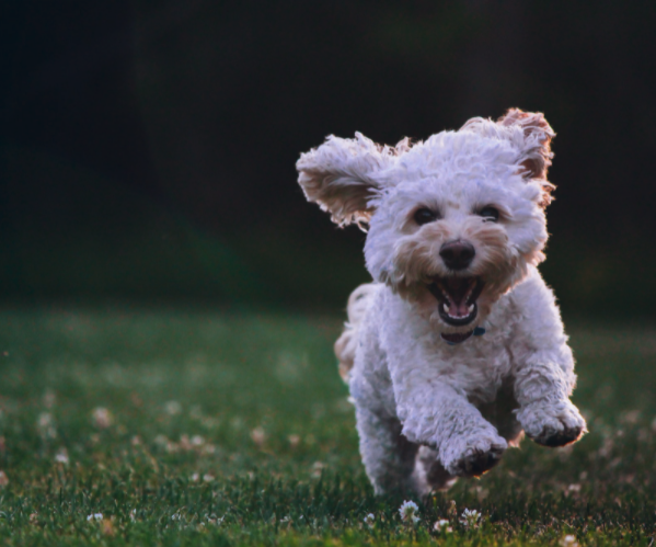 dog running in the grass