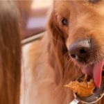 Understanding the Benefits of Natural Dog Food