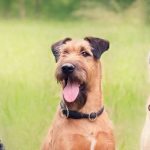Understanding the Benefits of Raw Dog Food Diets for Every Life Stage