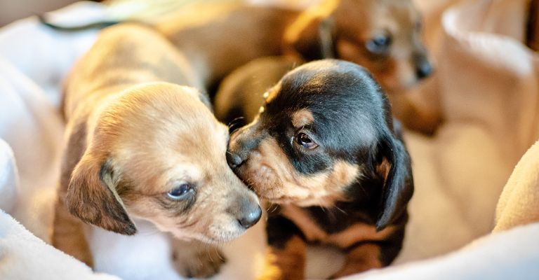 barf diet for puppies