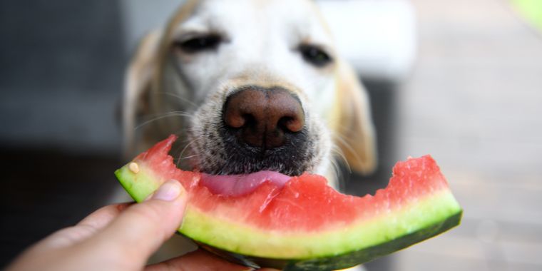 dog eating water melon