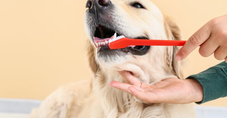 keeping your dogs teeth healthy with a raw dog food diet